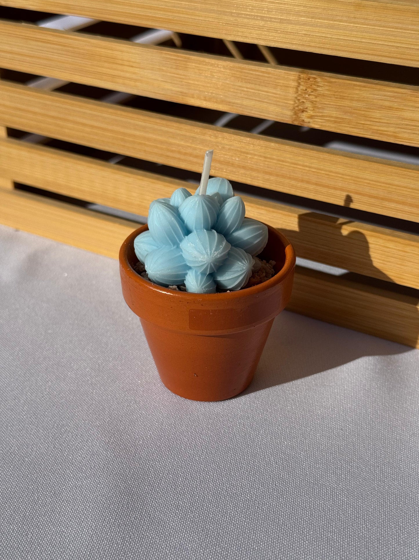 Kleine Kaktuskerze im Topf