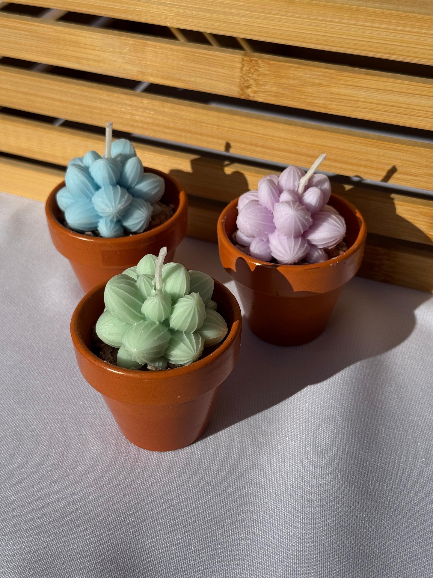 Kleine Kaktuskerze im Topf